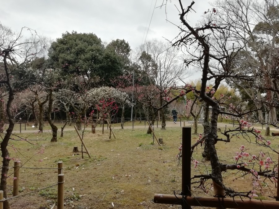 意賀美(おかみ)神社の梅