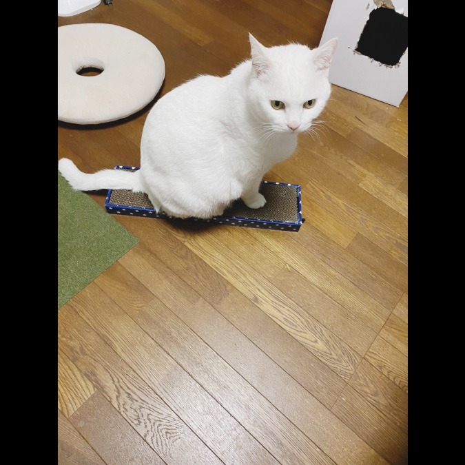 新しい猫の爪とぎ