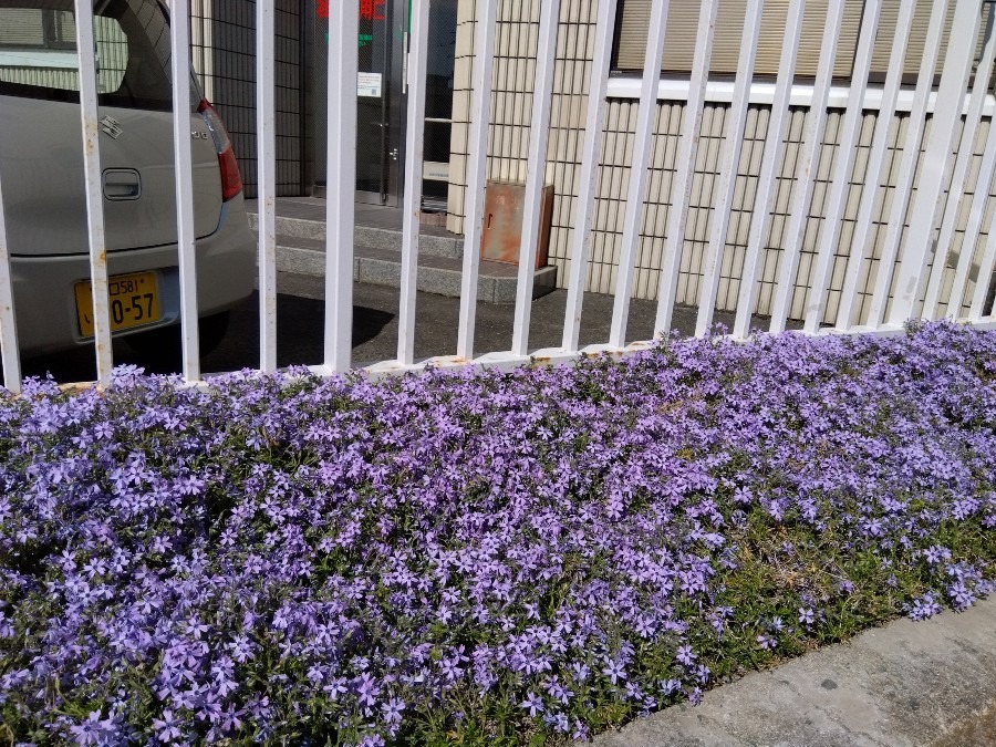 花壇が紫一色💜
