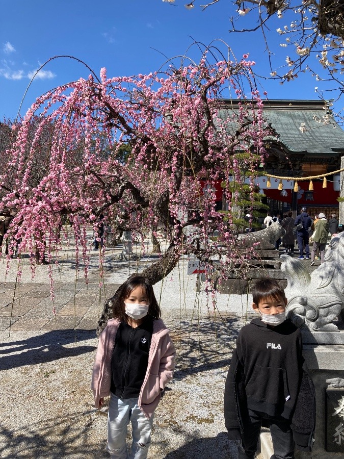 綱敷天満宮梅祭り