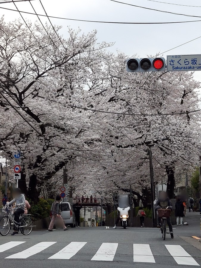 桜坂🌸