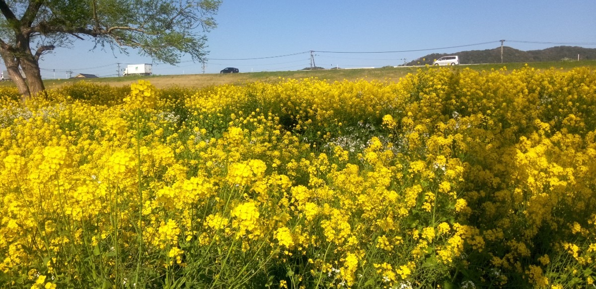 菜の花畑