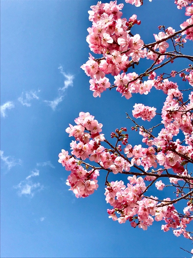 ⭕️現場近くの桜🌸(^O^)
