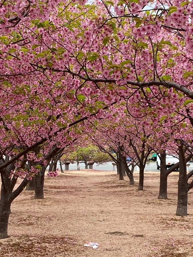 🌸河津桜🌸