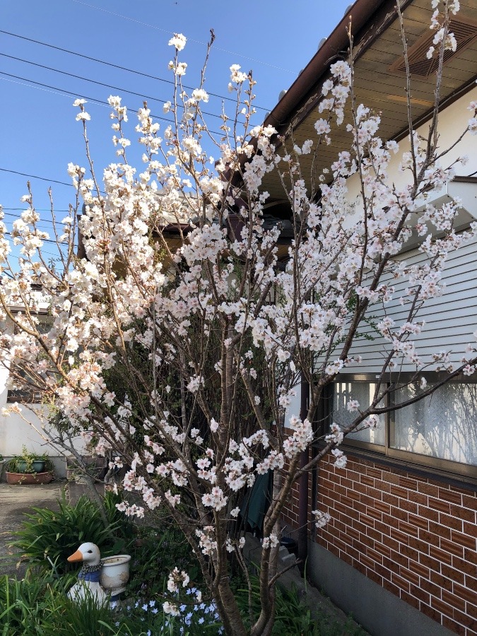 さくらんぼの花