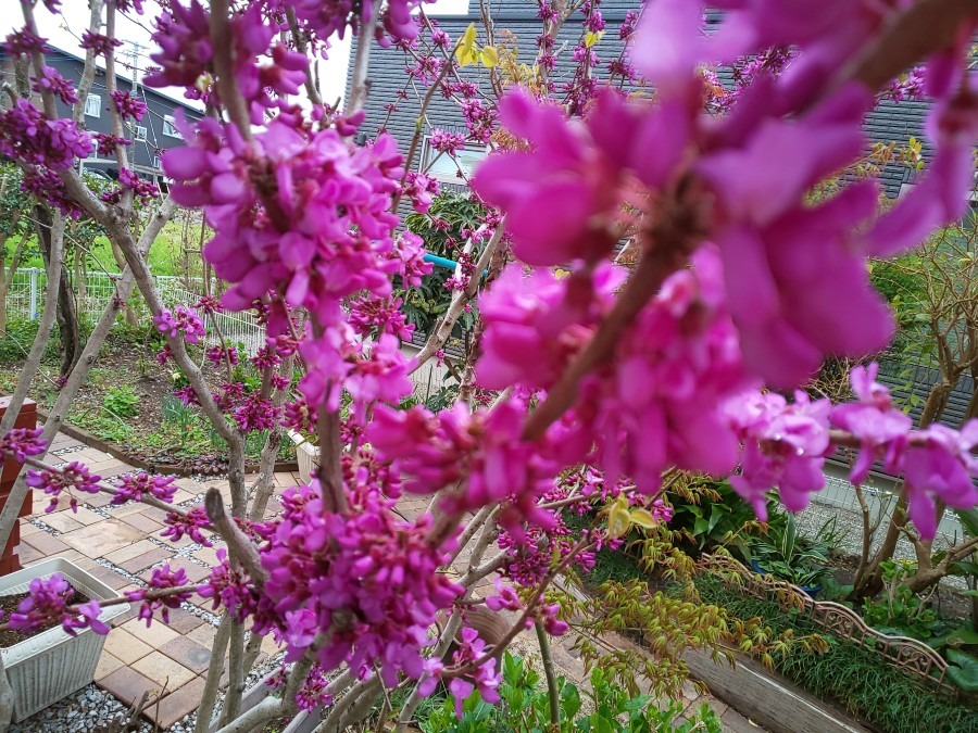 春の庭の花
