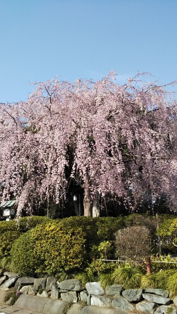 枝垂れ桜🌸