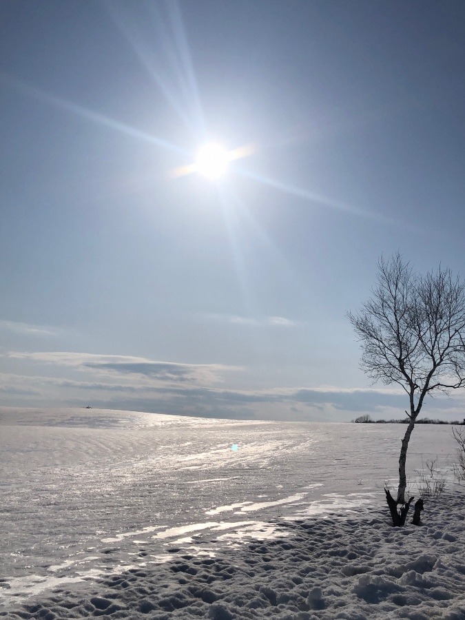 春近し草原の雪景色