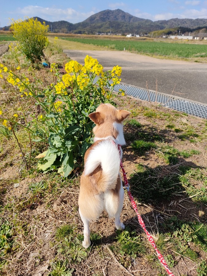 ハッピィも菜の花が好き🥰