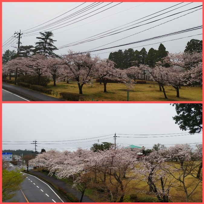 花倶楽部活動　🌸桜情報😊　霧島　みやまコンセール近辺🤗