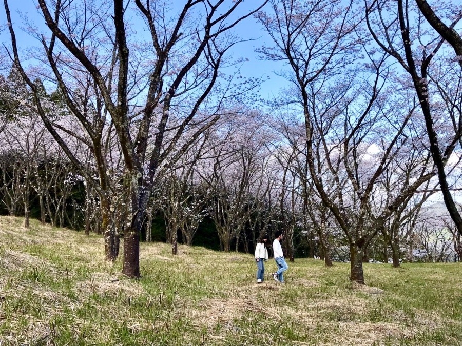 ⭕️さくら🌸満開じゃなかったけど❣️(^O^)