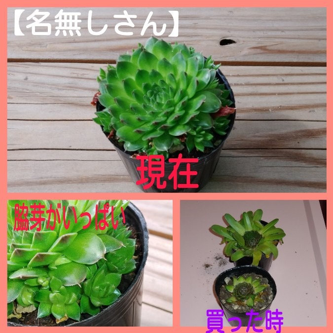 🌱多肉倶楽部🌵🤗　名無しさん