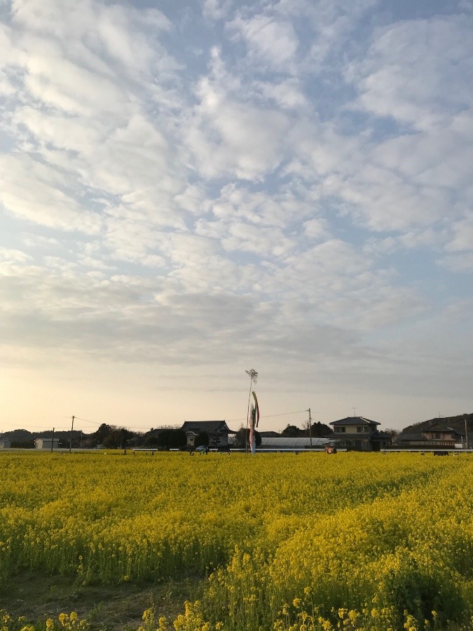 ✨菜の花畑と雲✨