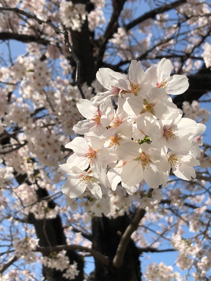 冷泉公園