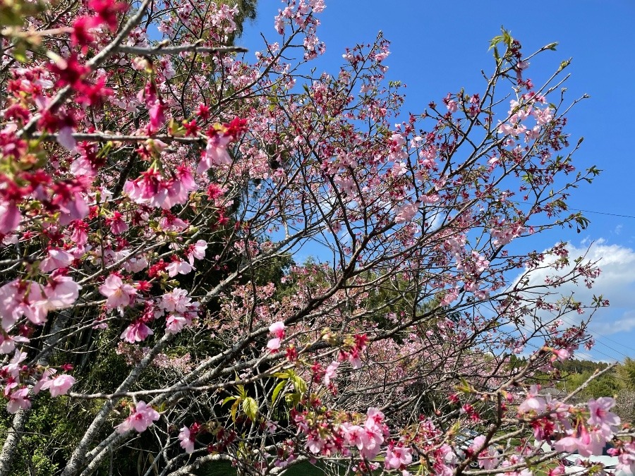 緋寒桜❣️