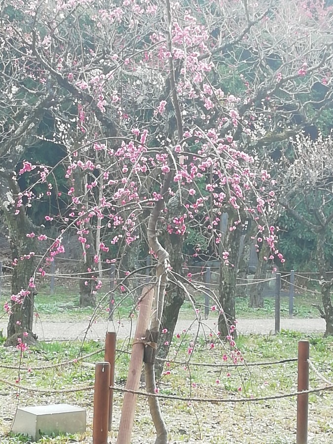 意賀美(おかみ)神社の梅