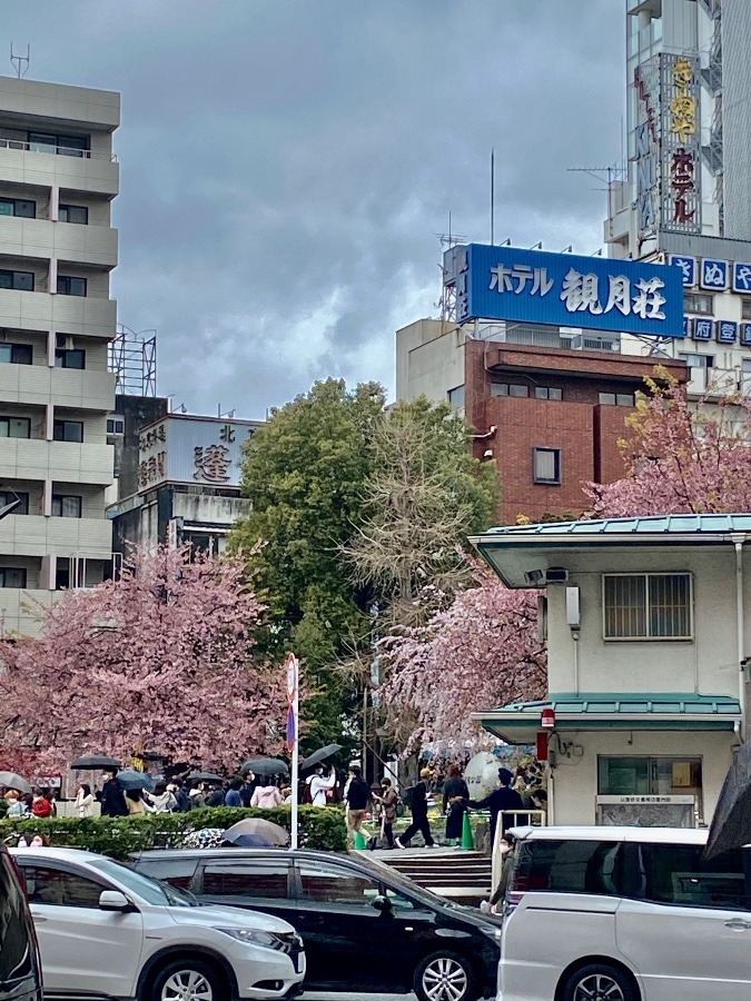 今日の上野の御山