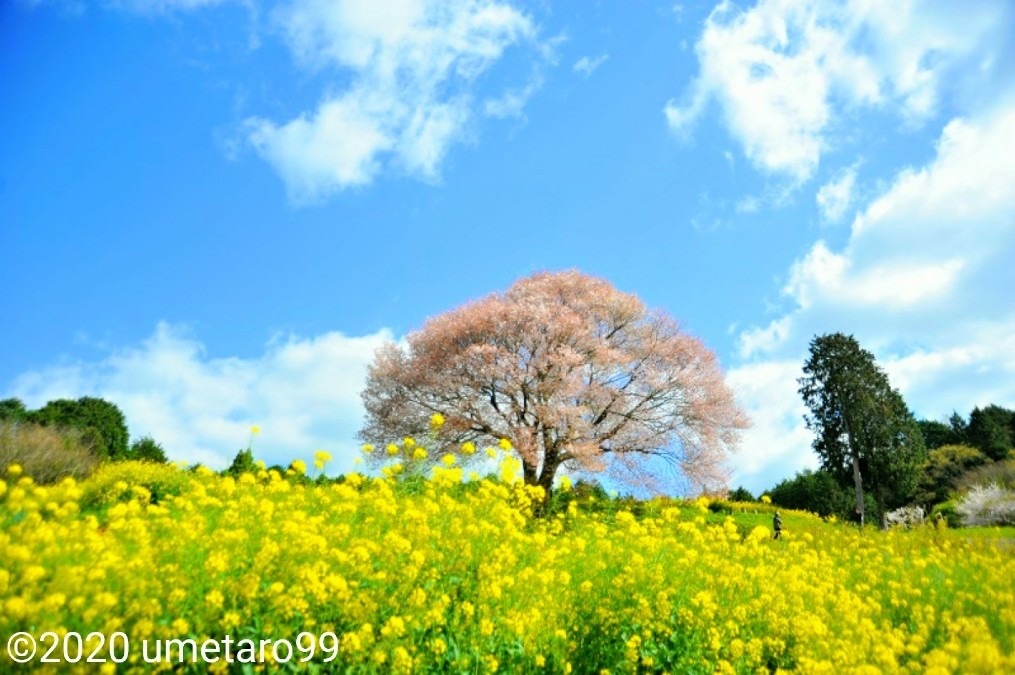 佐賀の風景 「武雄市 馬場の山桜」