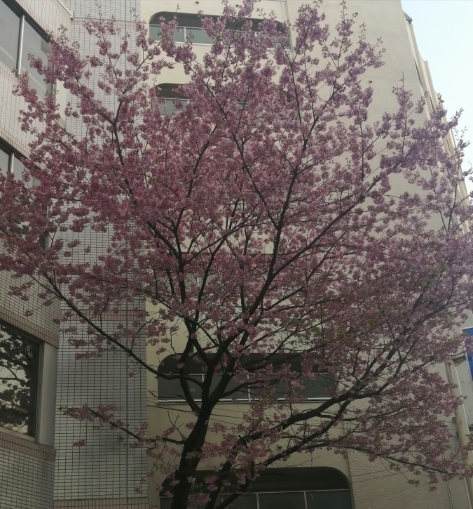 バス停側の桜