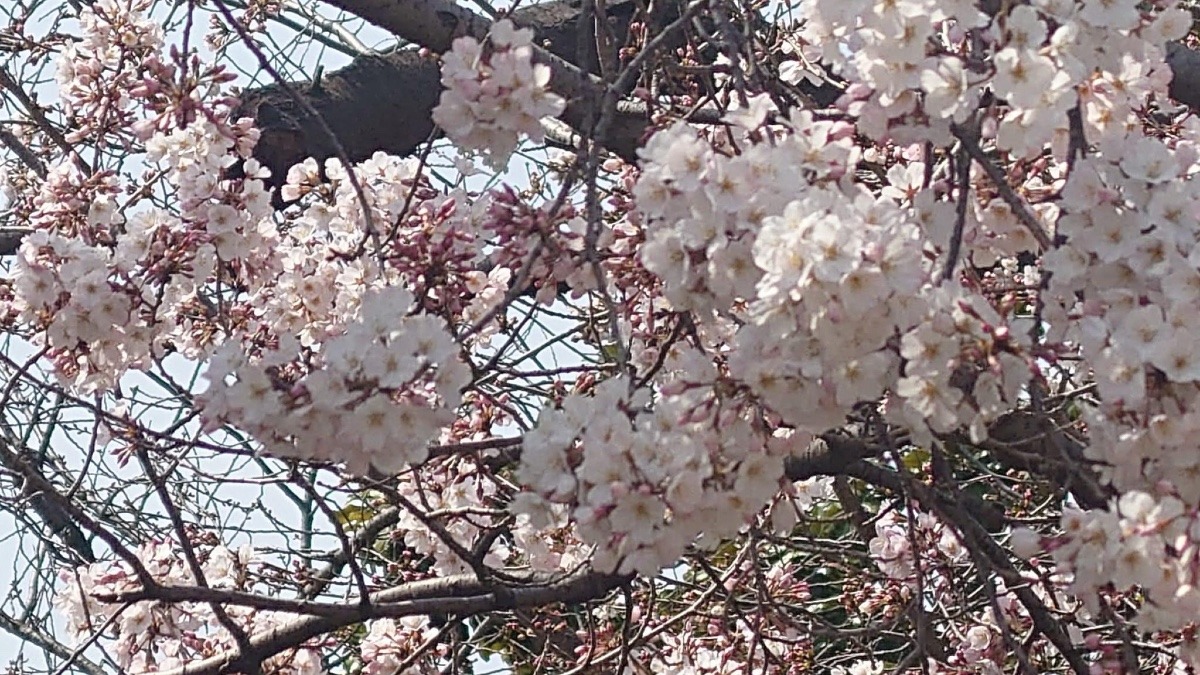 🌸桜🌸