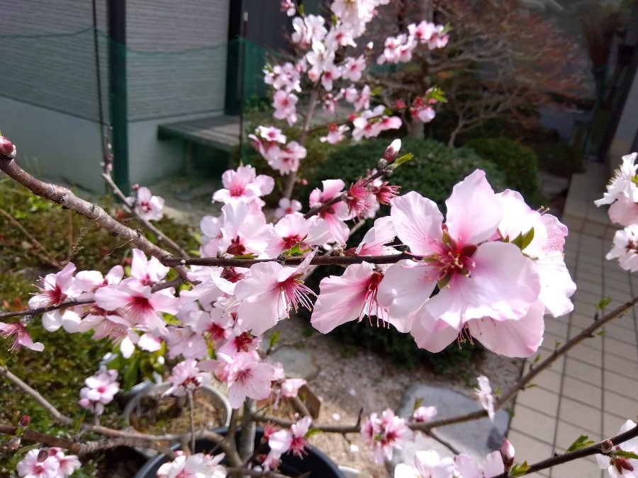 アーモンドの花　その３