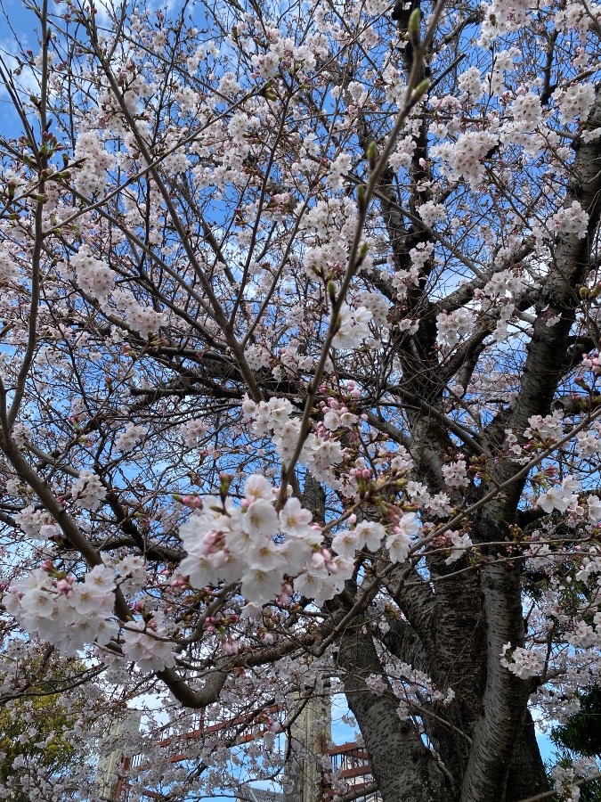 家の前の桜🌸咲きました❣️