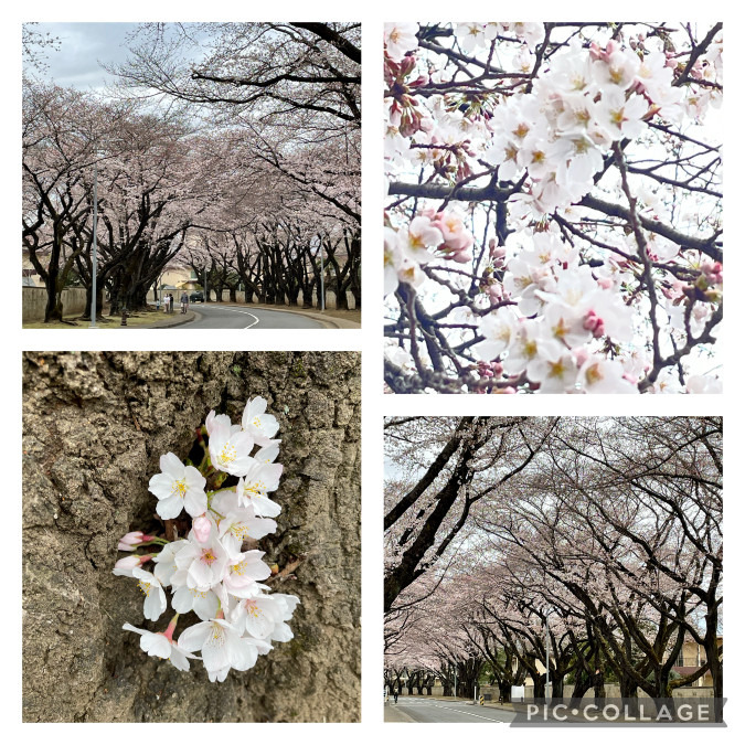3/27㈰🌸東京
