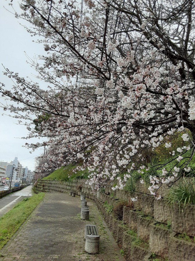 花倶楽部