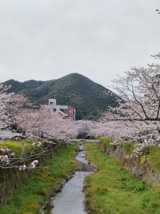 山口市の桜🌸