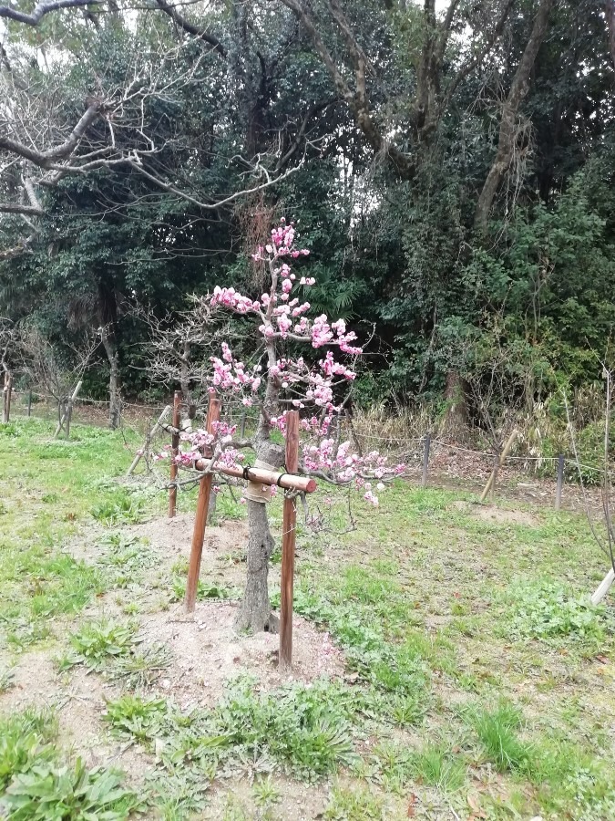 意賀美(おかみ)神社の梅