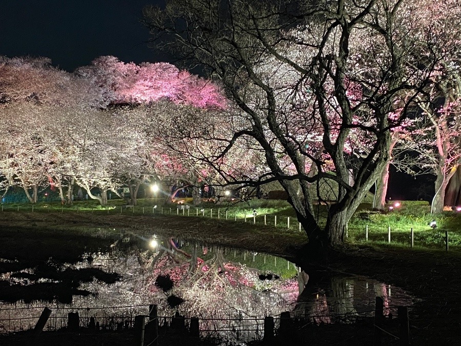 🌸埼玉古墳群の桜🌸