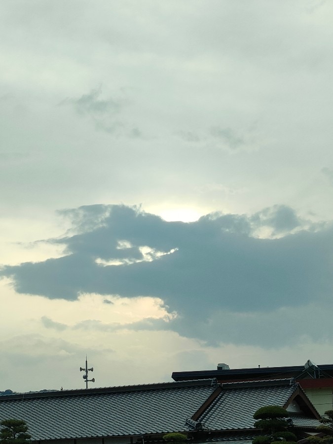虫博士の観察⛅