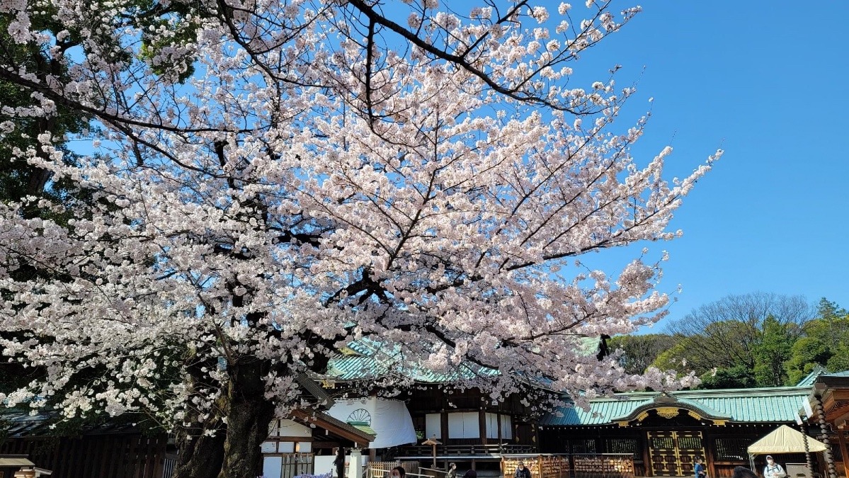 🌸靖國神社🌸