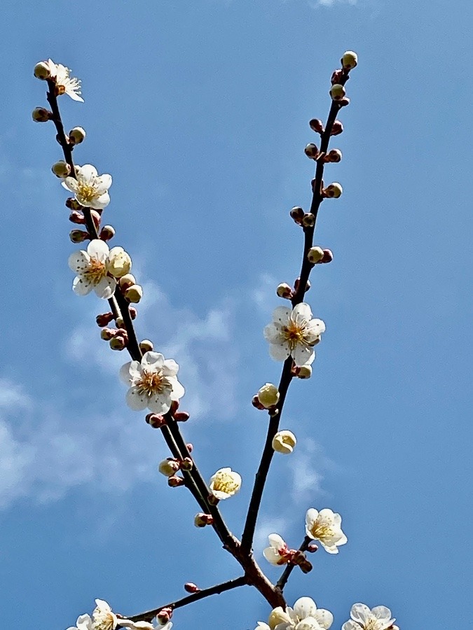 梅の花