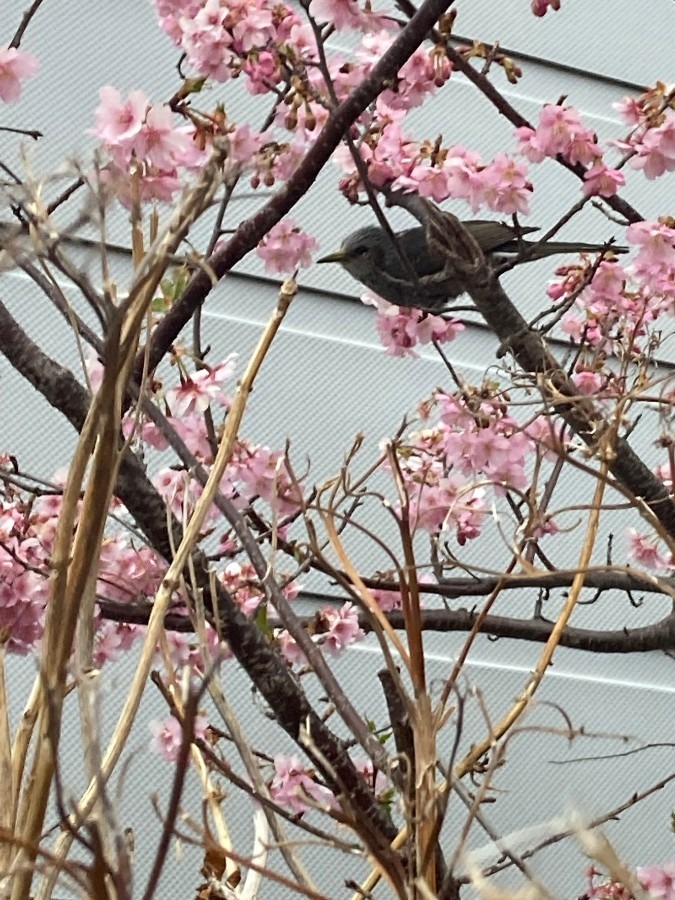 春の訪れにコンニチワ❗