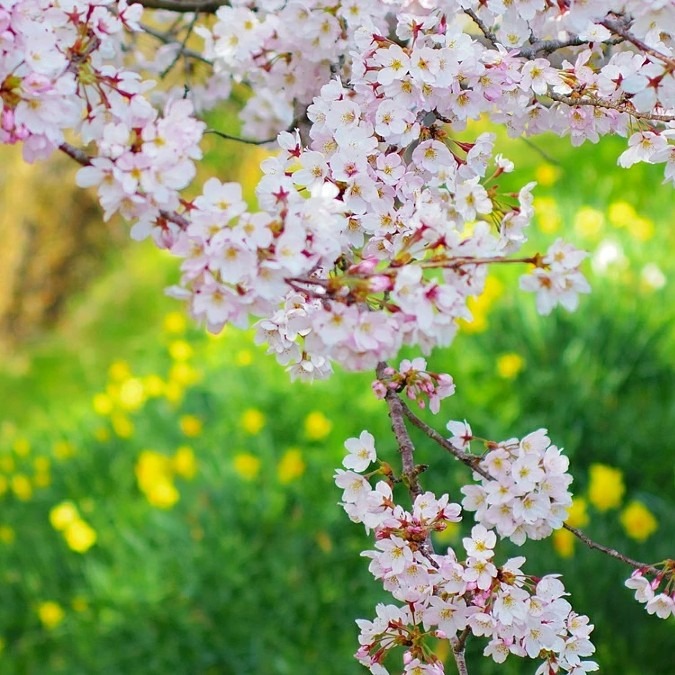 息子の誕生日に想うこと🌸