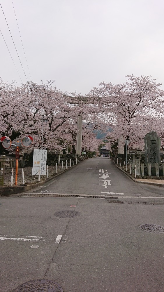 満開の桜