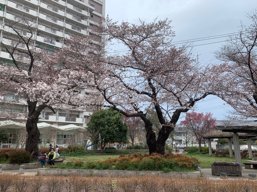 桜の花びらの数だけ夢が実現する