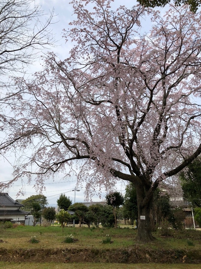 満開の枝垂れザクラ