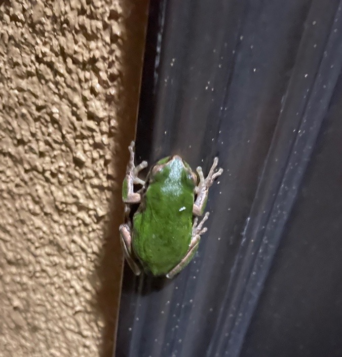 かえる🐸見つけた❣️