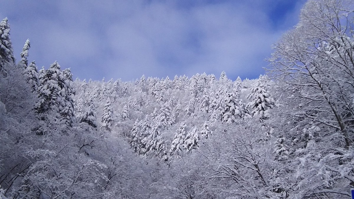 樹氷