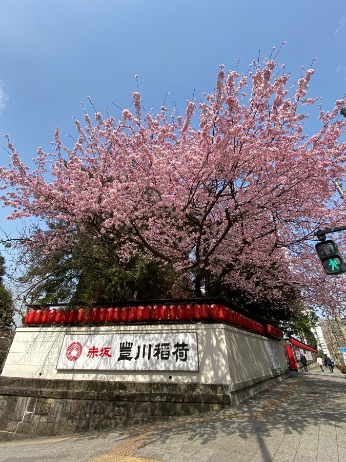 赤坂豊川稲荷は桜🌸満開✨