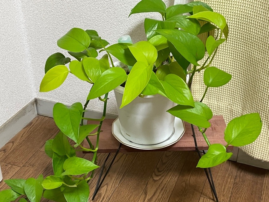 その後の植物ちゃん笑笑😁