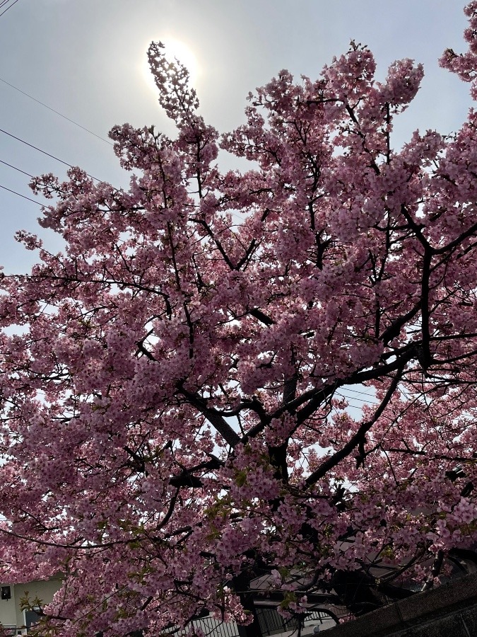 満開🌸