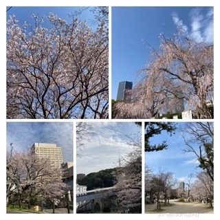 桜を求めてお散歩