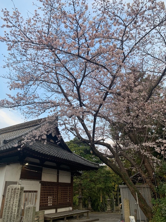 お寺とさくら