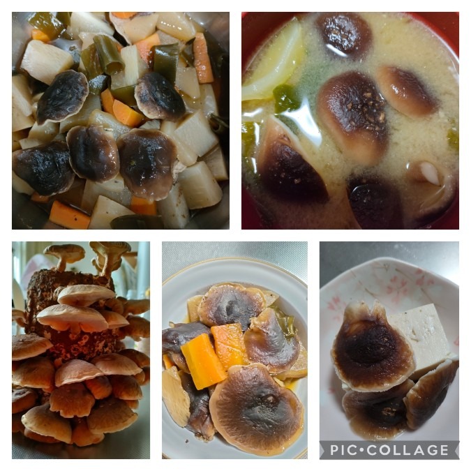 🧡今夜は椎茸三昧🧡