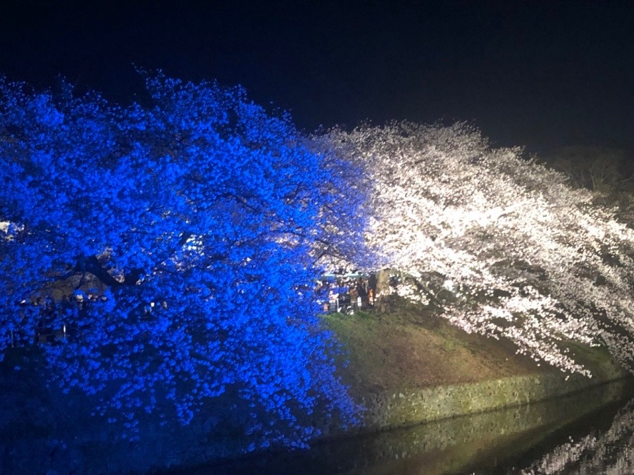 ✨美しい桜ライトアップ✨