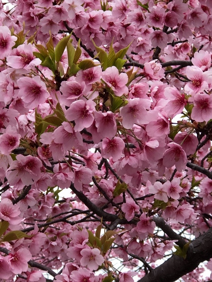満開の桜　みーつけた😊