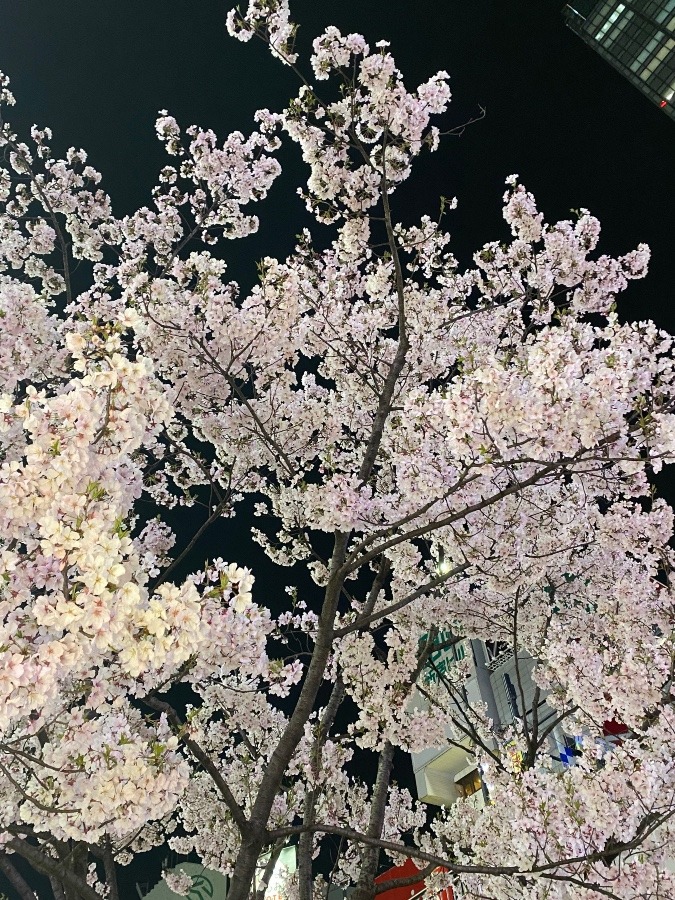 夜桜